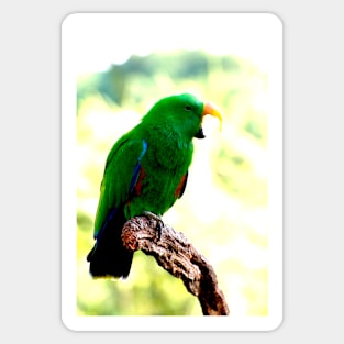 Eclectus Shouting The Odds Sticker